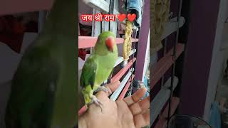 गट्टू जय श्री राम parrot birds cute parrotlover parrottalking jaisriram rammandir [upl. by Foulk]