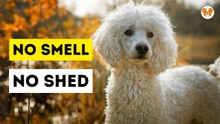 Top 5 dog breeds that dont shed or smell NonShedding Marvels [upl. by Rodrique]