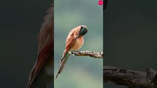 Southern Carmine Bee Eater  Africas Stunning JewelBright Bird bird wildlife birdlife nature [upl. by Ruamaj220]