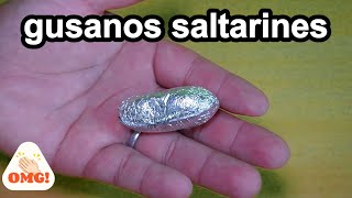 gusanos saltarinesinvento entretenido para niños [upl. by Oicatsana]