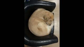 專屬小沙發卷成海綿蛋糕 🛋️🐶🍰Her Own Little Sofa Curled Up Like a Swiss Roll 香港金毛尋回犬 香港金毛黃金獵犬金毛尋回犬 [upl. by Leroy]