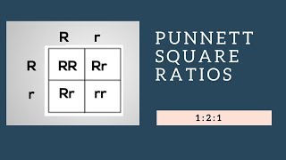 Genotypic Ratios and Phenotypic Ratios for Punnett Squares [upl. by Anehs]