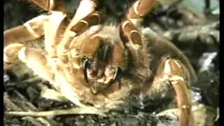 TARANTULAS  Discovery Channel Video [upl. by Gisele]