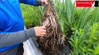 Wasserpflanzen im Gartenteich  So erblüht in Zukunft auch Ihre heimische Oase [upl. by Pang]