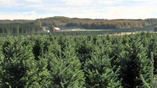 Christmas Tree Species Fraser Fir [upl. by Akcira]