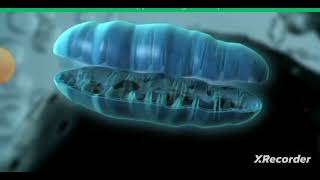 How Mitochondria produce energy Full process of Mitochondria mitochondria shorts youtubeshorts [upl. by Laddie]