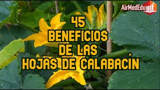 45 Beneficios de las Hojas de Calabacín [upl. by Knowland32]