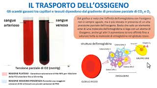 IL TRASPORTO DELLOSSIGENO NEL SANGUE [upl. by Ardnassak]