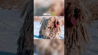 How Big is the Komondor Dog Breed [upl. by Happ470]