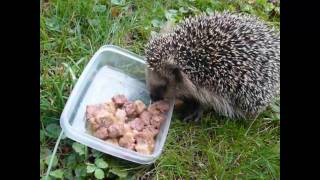 Max der Igel liebt den Winterschlaf [upl. by Beaufert]