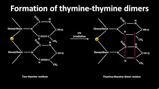 Thymine thymine dimer formation  CSIR NET LS JRF  GATE csir gate [upl. by Cilka797]