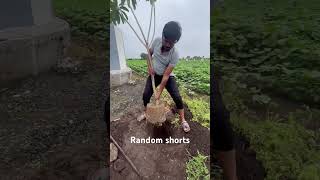 Tree planting randomshorts youtubeshorts garden nature gardening [upl. by Hsizan]