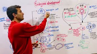 Embryology  Ectoderm [upl. by Jegar]