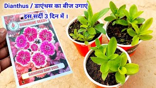 डाएन्थस को बीज से उगाये  How to Grow Dianthus Plant From Seeds in october  November at Home [upl. by Willem635]