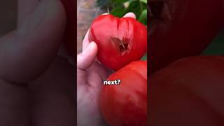 If you see this TOMATO run 😨viral [upl. by Merritt678]