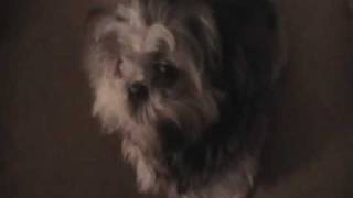 My Shih Tzu Dog Making weird amp funny noises [upl. by Wharton]