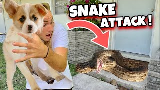 RESCUED PUPPY from MASSIVE SNAKE  WHAT HAPPENS [upl. by Edrahc148]