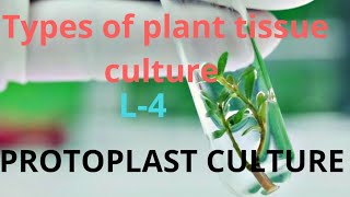 Types of plant tissue culture   Protoplast culture  L4 [upl. by Annayar855]