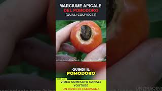 Marciume apicale quali pomodori colpisce più facilmente e quali no shorts pomodoro farming [upl. by Emiolhs]