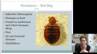 Hemiptera Heteroptera Juniors Intermediates AND Seniors [upl. by Douty]