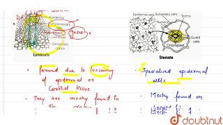 What is the difference between lenticels and stomata [upl. by Croft]