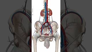 Male pelvic cavity and both kidney shortsvideo [upl. by Welles]