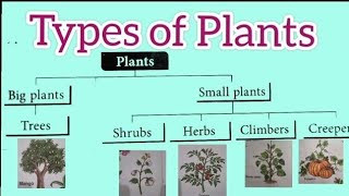 Types of PlantsPlants around usPlants type and names for kidplants science for primary class123 [upl. by Eng]