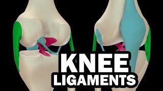 LIGAMENTS OF THE KNEE [upl. by Atires770]