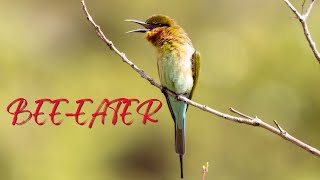 BEE EATER  Beeeating Bird  Bee Eater Sounds [upl. by Holms]