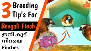 Bengali Finches Breeding Tips  Society Finch Bird  in Malayalam  MY PET PLANT [upl. by Tuchman]