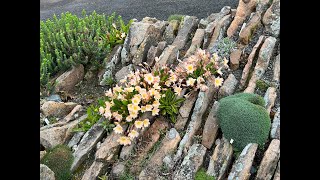 Crevice Garden  Far Reaches Botanical Conservancy [upl. by Erdnassak394]