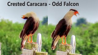 Crested Caracara Calling Sounds [upl. by Trix]