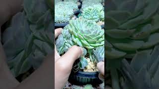 1000 Succulents Grow Tips succulent plants garden [upl. by Nafri]