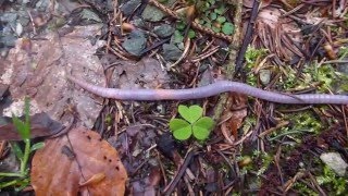 Zielstrebiger Regenwurm Lumbricus terrestris [upl. by Nelehyram]