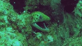 Fimbriated Moray Gymnothorax fimbriatus in Anilao Batangas [upl. by Ashton]