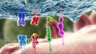 Prostate Cancer Vaccine Mode of Action Animation [upl. by Harriet162]