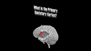 Primary Gustatory Cortex [upl. by Anifares]