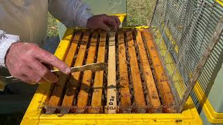 🐝 Drone trapping combs Mechanical method of Varroa mite control Orara Valley Honey Sept 2024 [upl. by Onavlis876]