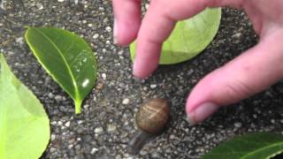 How To Train Your Snail [upl. by Minny]