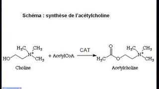 Pharmacologie des systèmes cholinergiques [upl. by Myna]