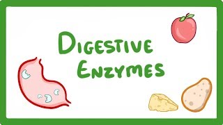 GCSE Biology  Digestive Enzymes 17 [upl. by Flosser220]