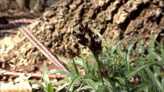 Field woodrush Luzula campestris  20150418 [upl. by Lathe]