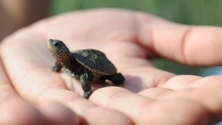 Baby turtles get a helping hand [upl. by Scheer802]