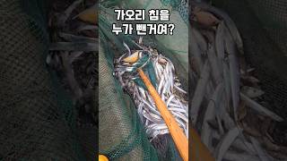 누가 가오리의 독침을 없에버린겨 남해 fishing 가오리 손질 제철생선 추석 [upl. by Natika]