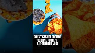 Scientists Make Mice Transparent With Food Dye Found In Doritos [upl. by Lawton]