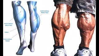 6 BEST EXERCISE CALVES WORKOUT  GYM CALF RAISE Exercise 🔥 [upl. by Sheline]