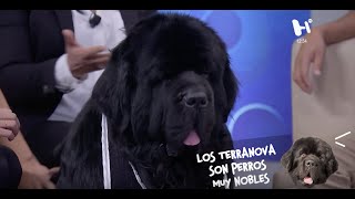 Terranova El perro más noble y dulce del mundo [upl. by Shaddock677]