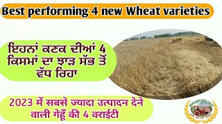 Best performing 4 Wheat varieties in 2023 ਇਸ ਸਾਲ ਕਣਕ ਦੀਆਂ ਆਹ 4 ਕਿਸਨਾਂ ਨੇ ਬਾਜੀ ਮਾਰੀ ShergillMarkhai [upl. by Niuq]