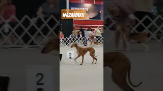 Azawakh dog breed at Purina Farms 🐾🐾 azawakh azawakhShowDog dog [upl. by Radford]