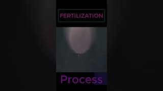 Fertilization process  sperm fertilization process fertilization process informative health [upl. by Lemire]